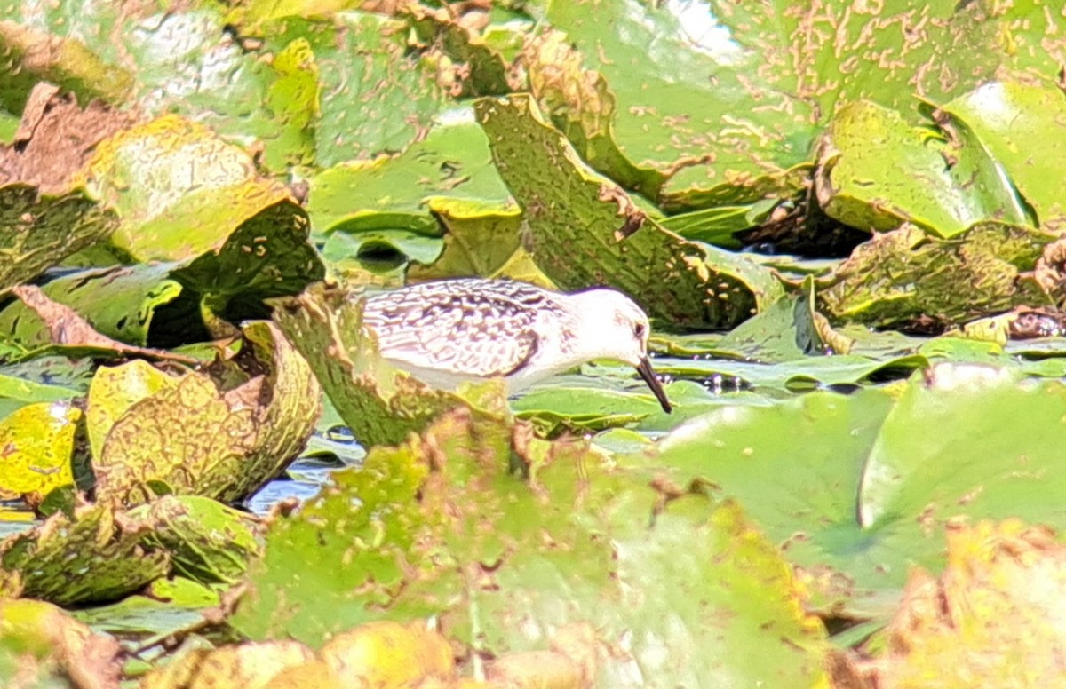 Sanderling - ML642653695