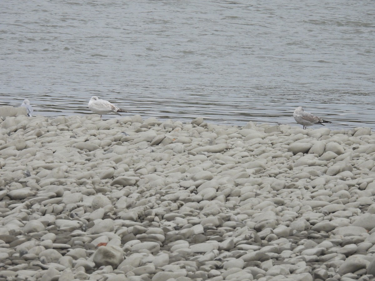 Ring-billed Gull - ML642653707