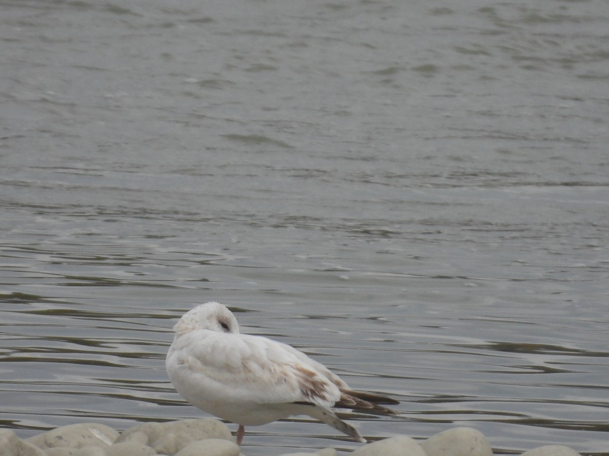 Ring-billed Gull - ML642653708