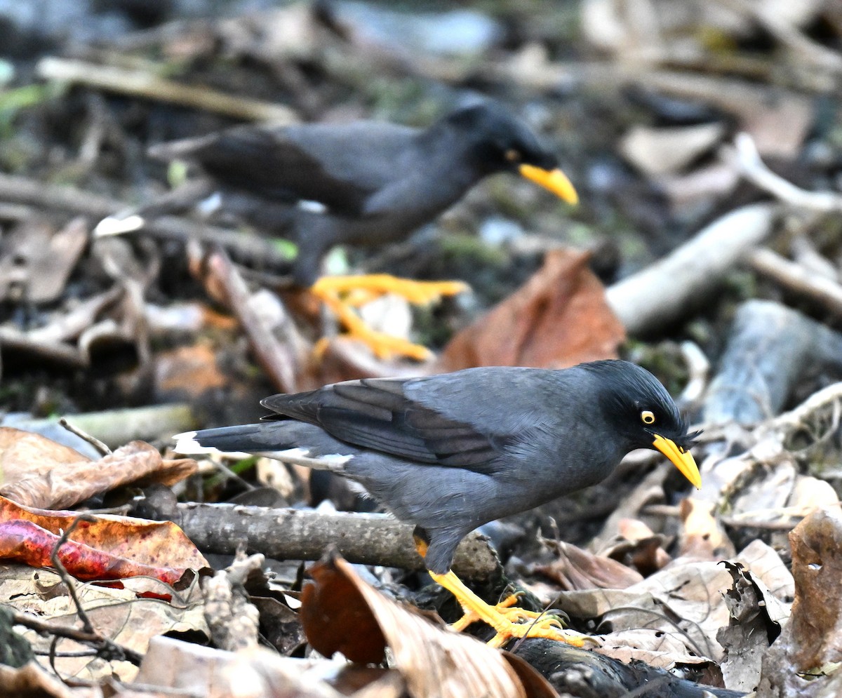 Javan Myna - ML642653719