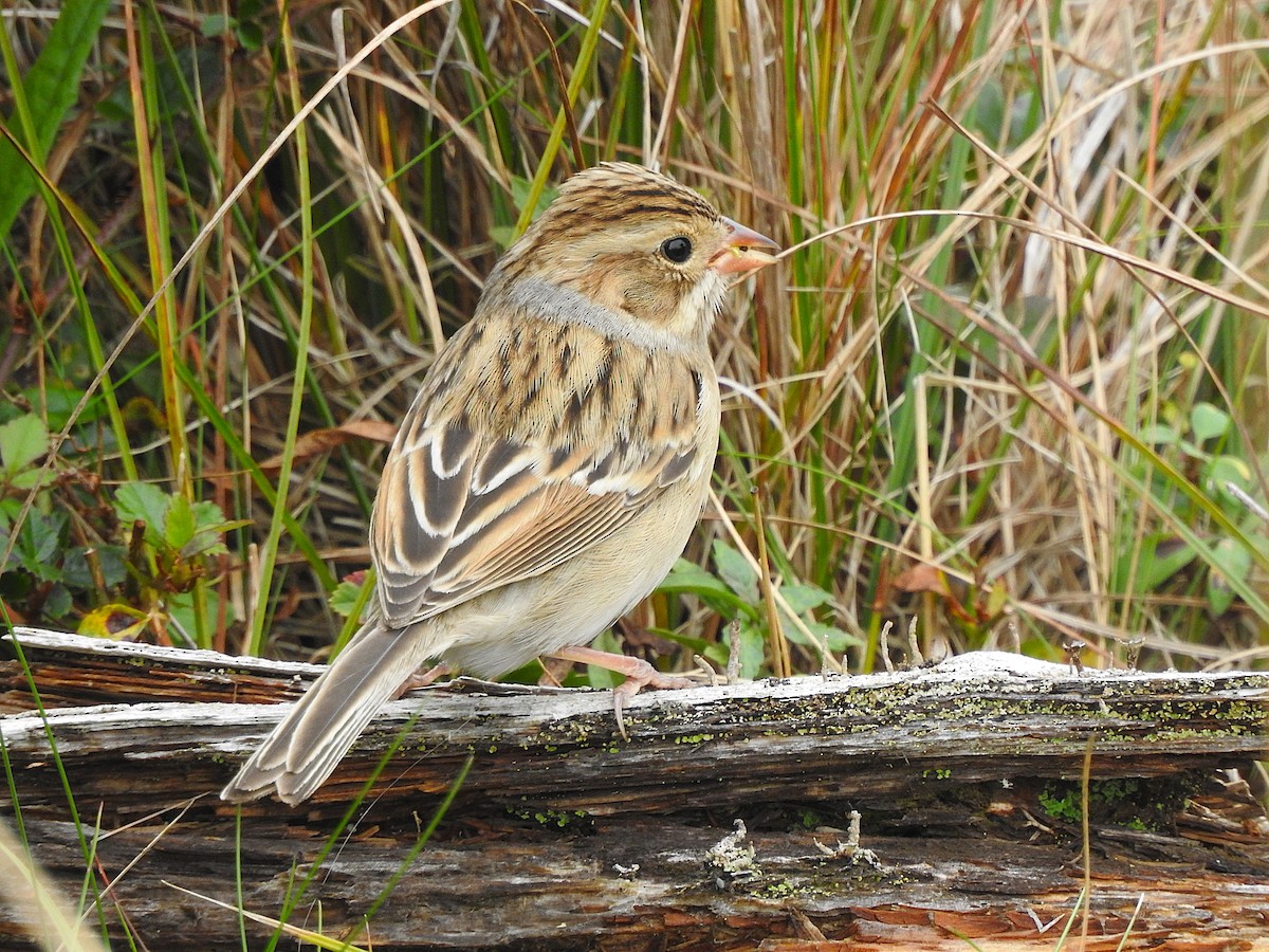 Clay-colored Sparrow - ML642653726