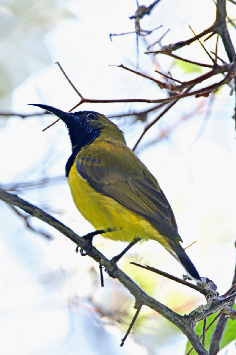 Ornate Sunbird - ML642653742