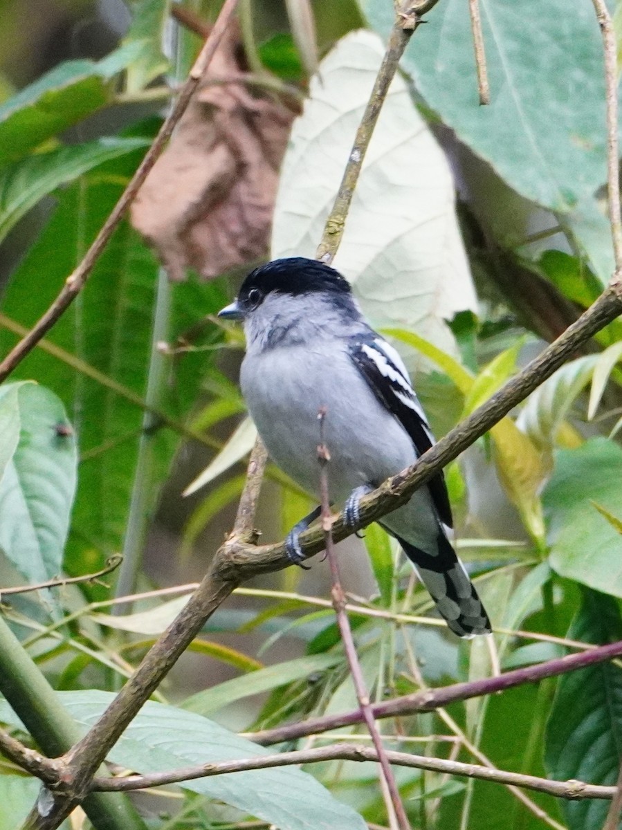 White-winged Becard - ML642653743