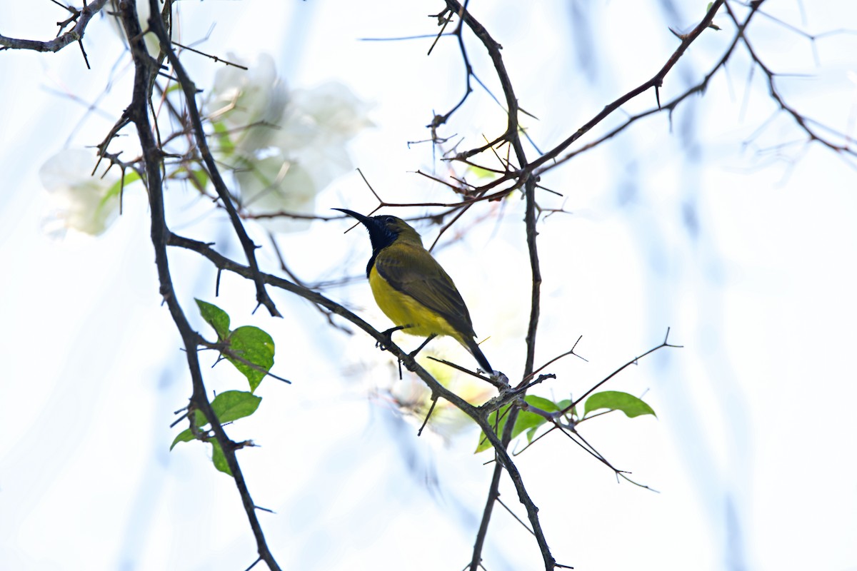 Ornate Sunbird - ML642653744