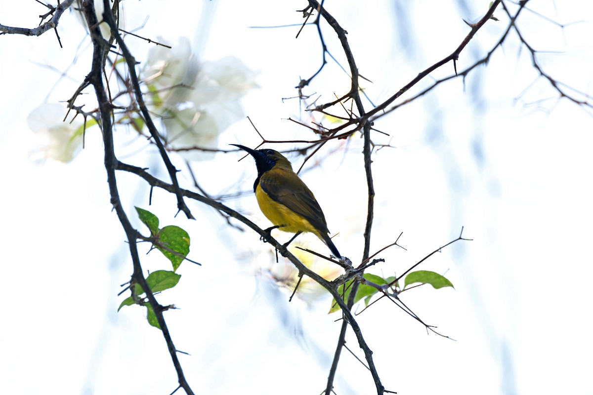 Ornate Sunbird - ML642653751