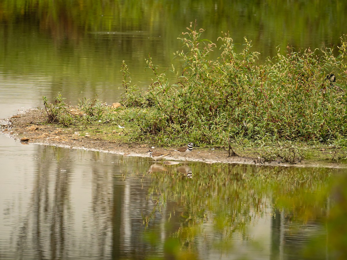 Killdeer - ML642653769