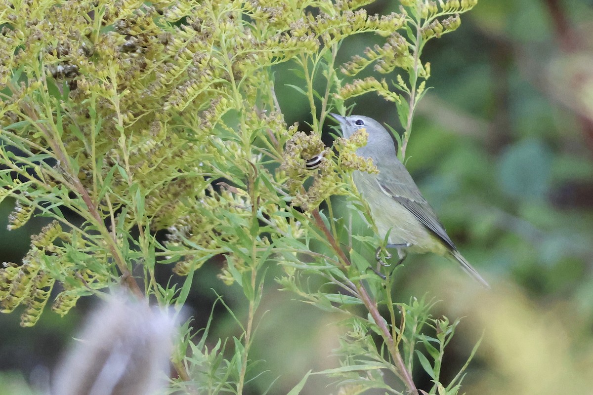 Orange-crowned Warbler - ML642653779