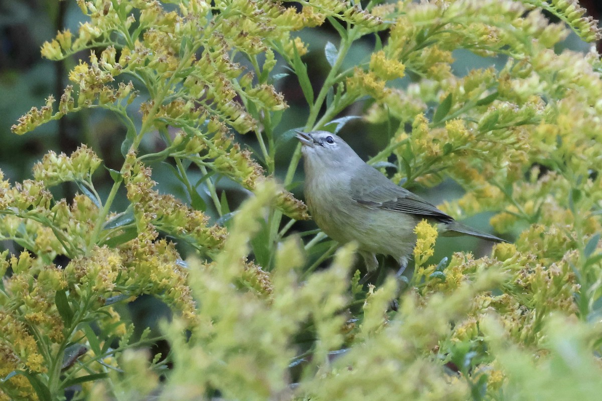 Orange-crowned Warbler - ML642653780