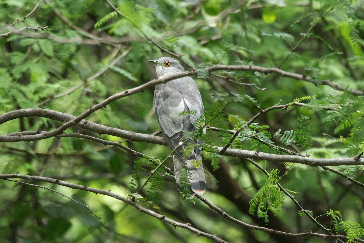 Common Hawk-Cuckoo - ML642653794