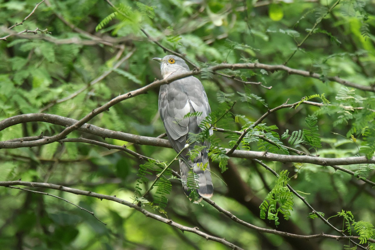 Common Hawk-Cuckoo - ML642653795