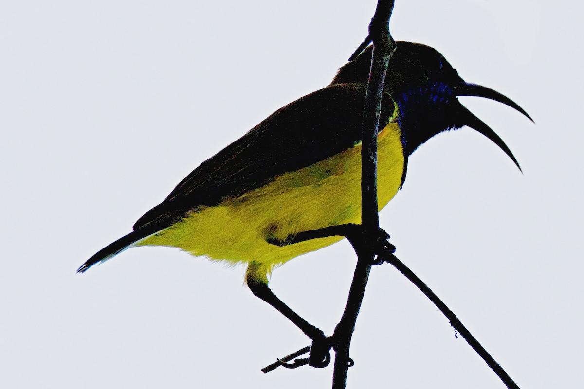 Ornate Sunbird - ML642653799