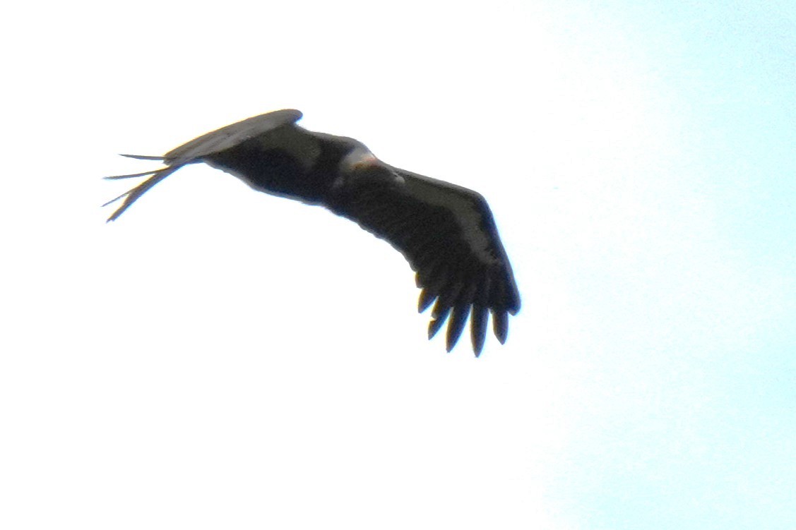 White-rumped Vulture - ML642653802