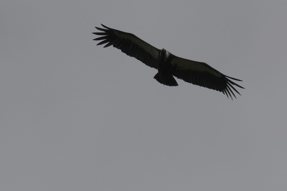 White-rumped Vulture - ML642653803