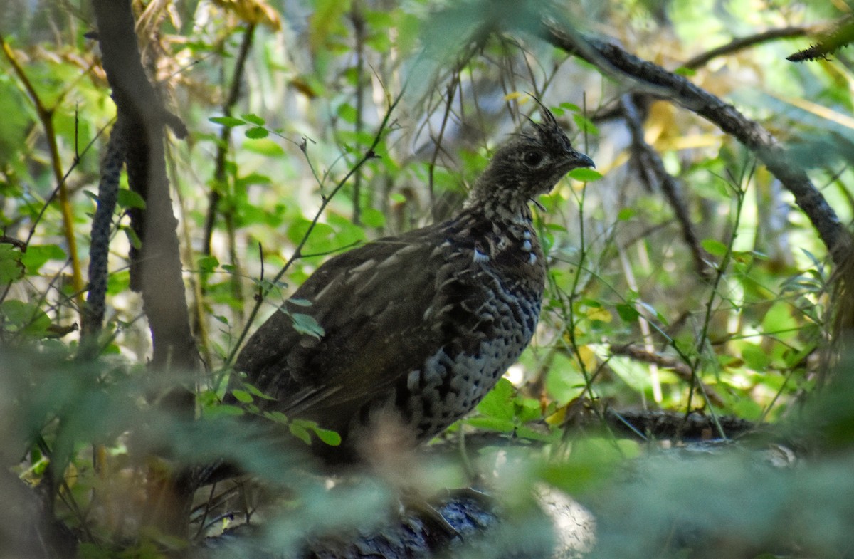 Ruffed Grouse - ML642653804