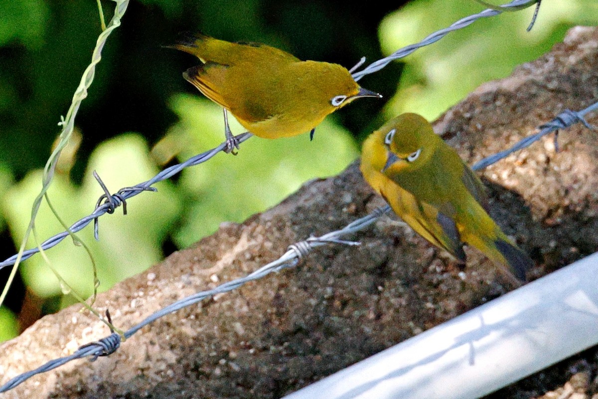 Lemon-bellied White-eye - ML642653808