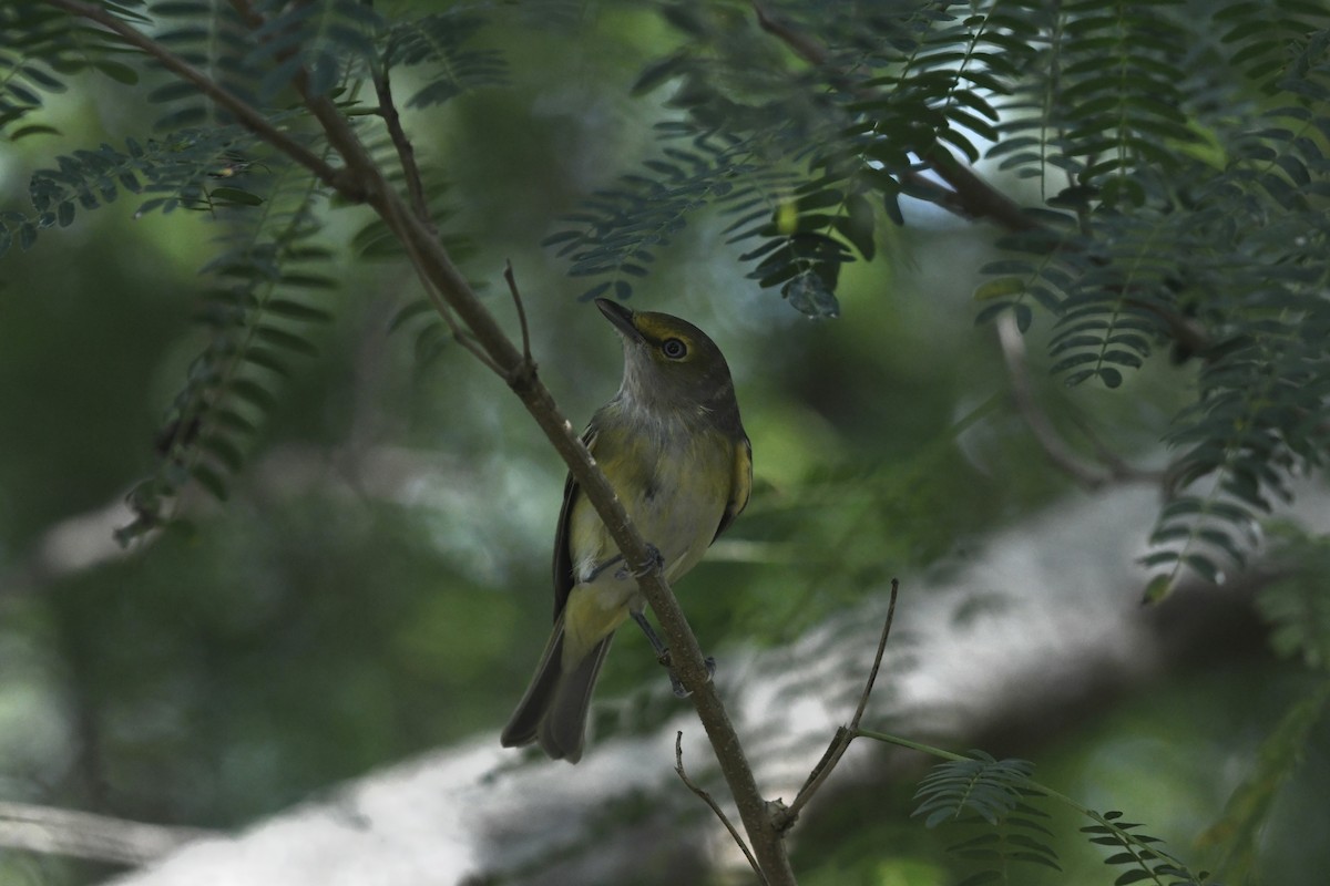 White-eyed Vireo - ML642653820