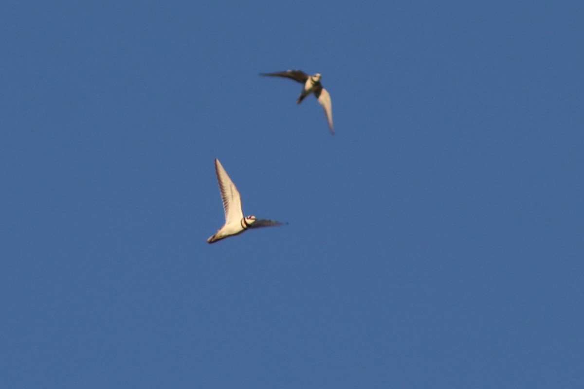 Killdeer - ML642653824