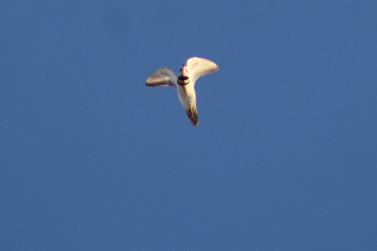 Killdeer - ML642653825