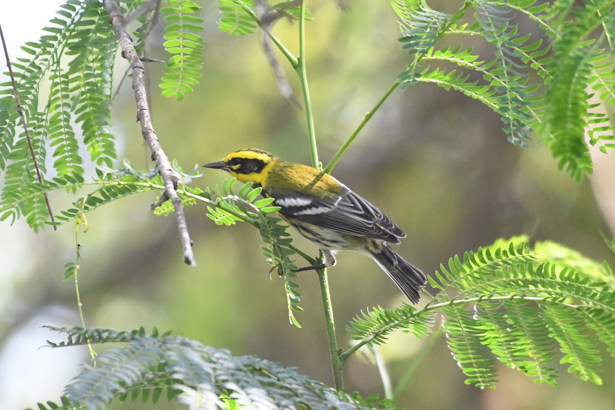 Townsend's Warbler - ML642653835