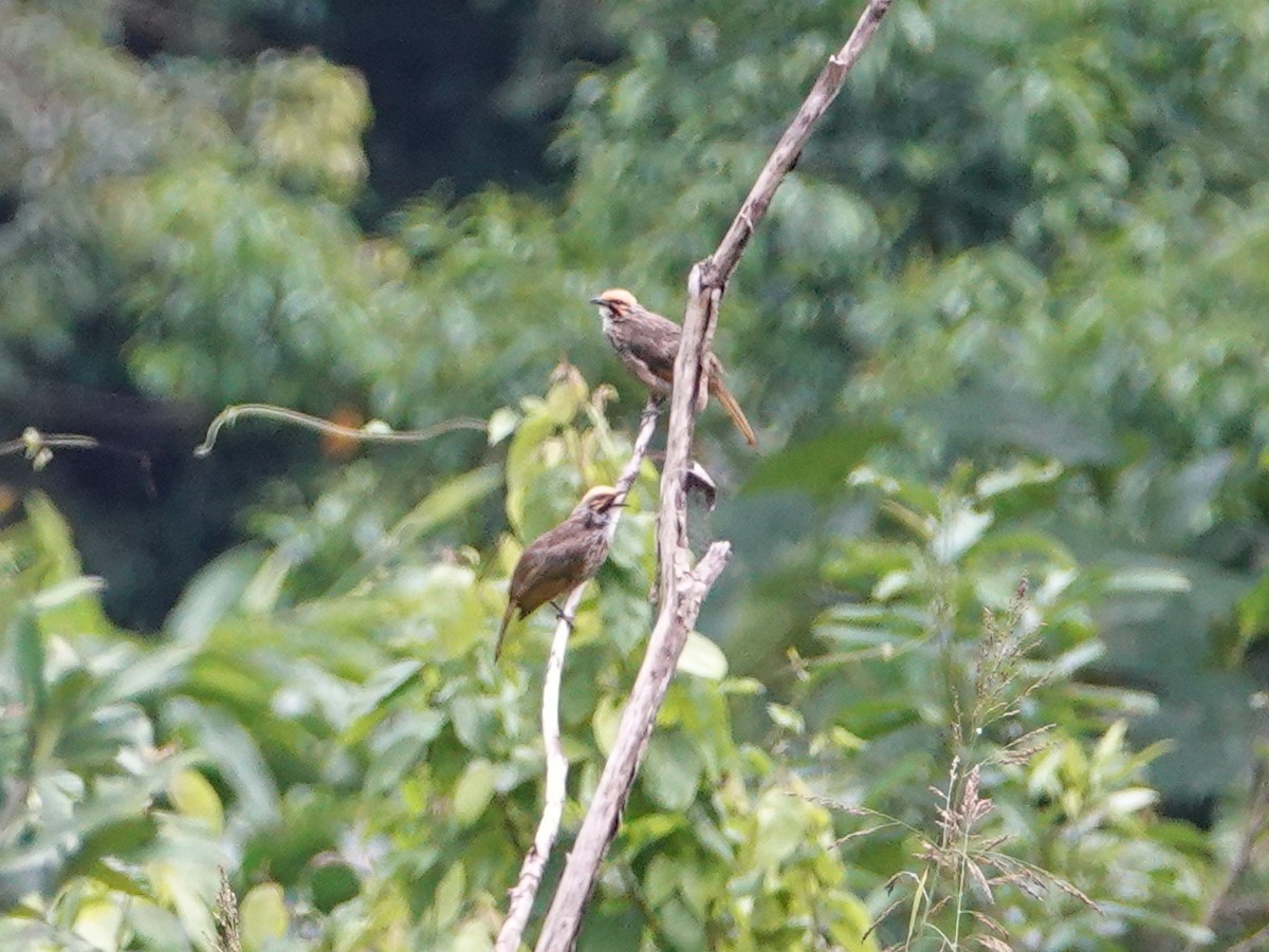 Bulbul à tête jaune - ML642653838