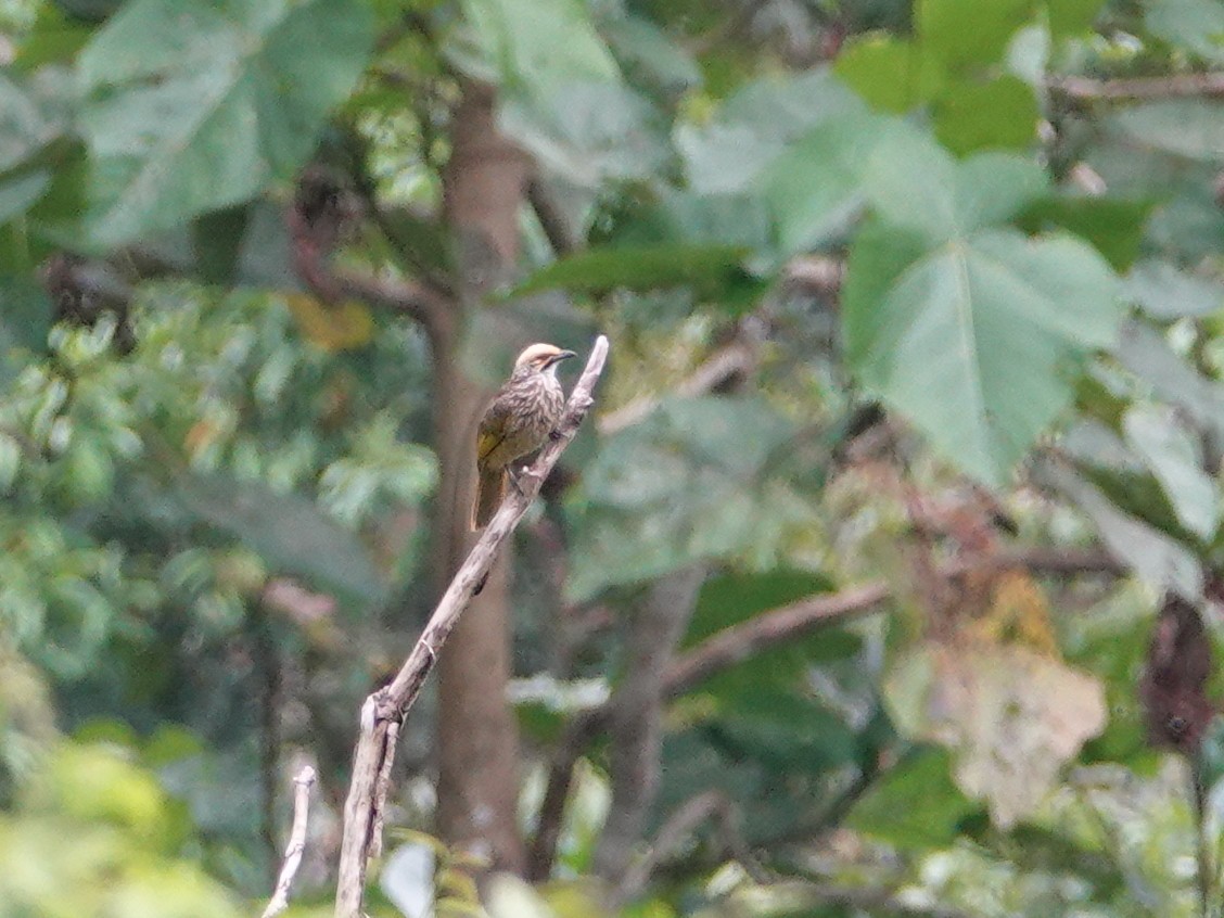 Bulbul à tête jaune - ML642653839