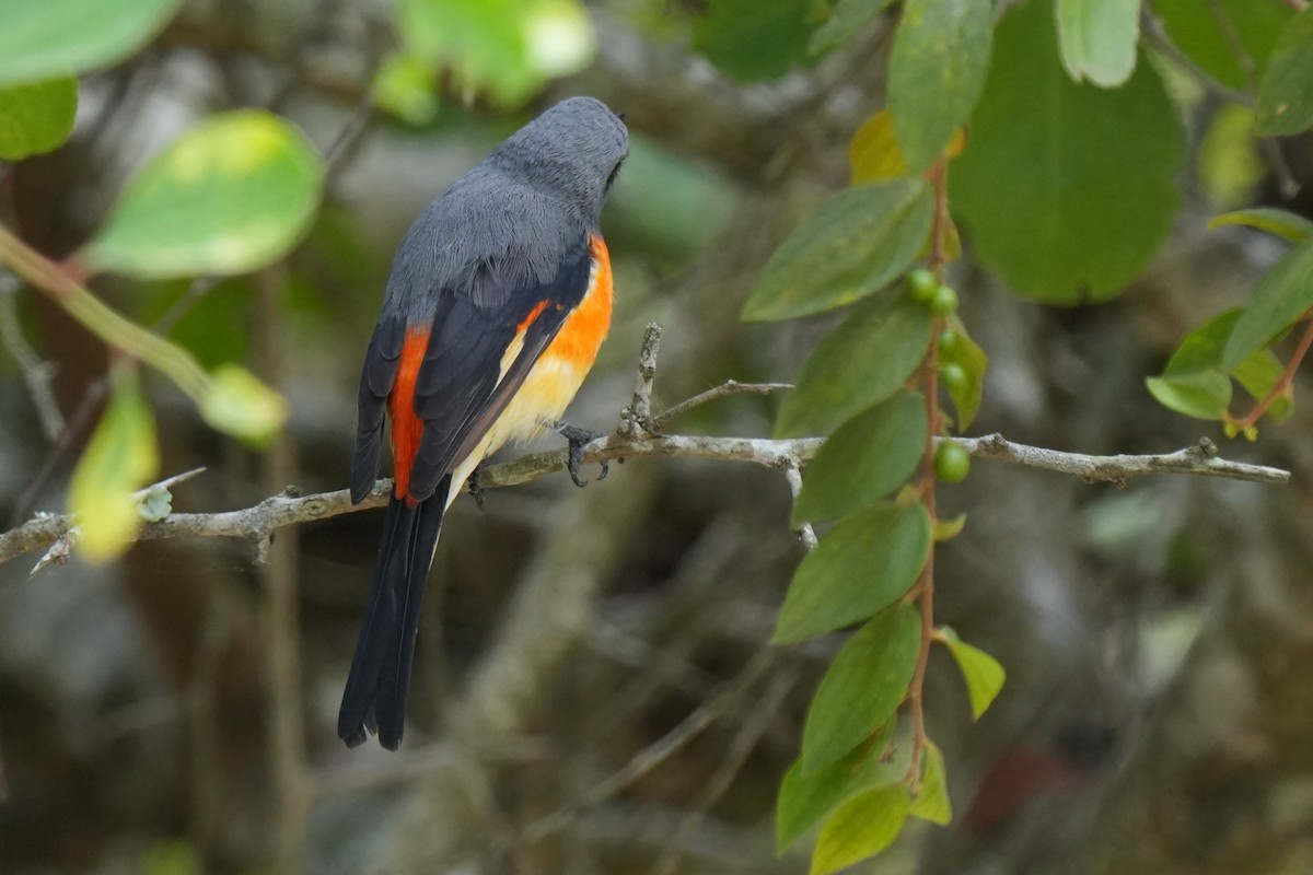Small Minivet - ML642653846