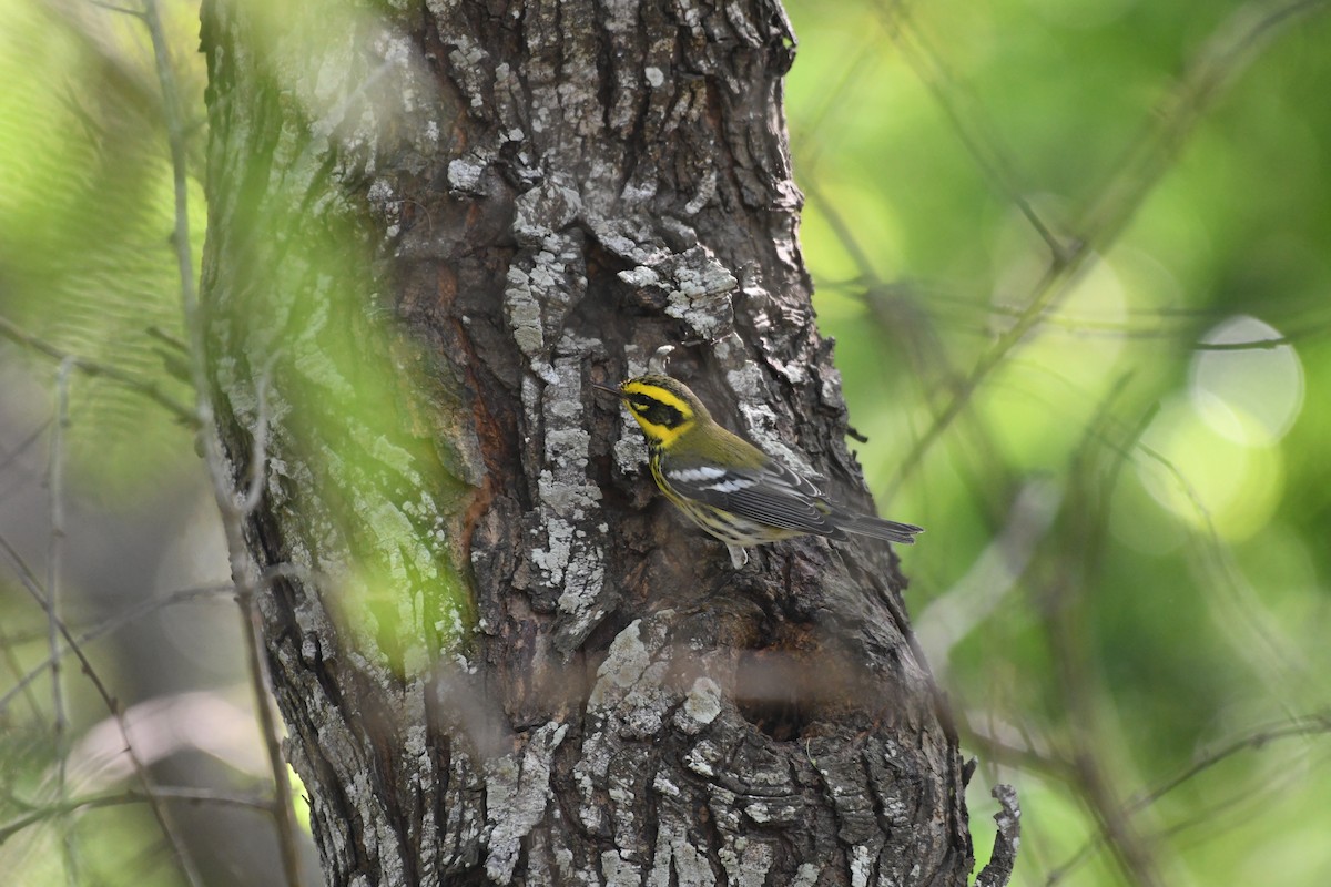 Townsend's Warbler - ML642653847