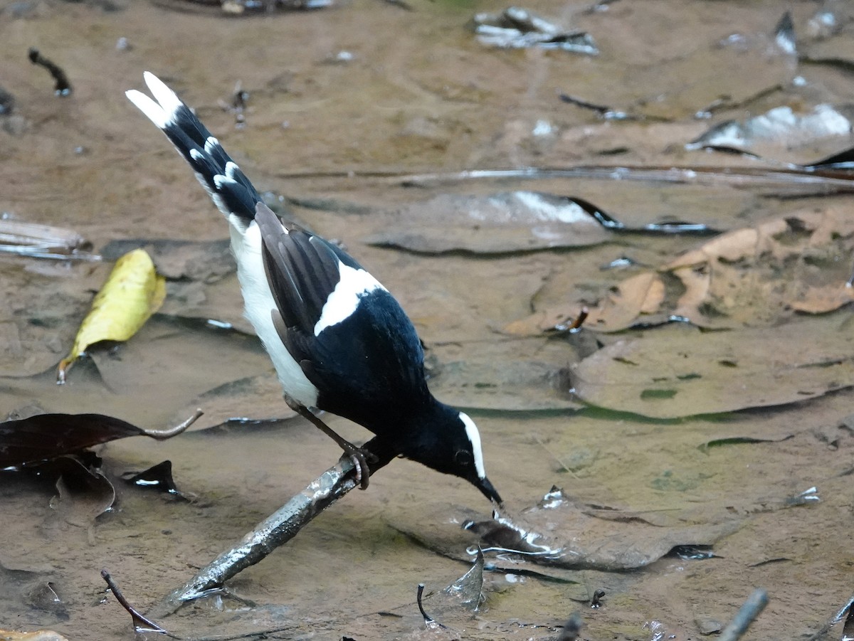 White-crowned Forktail (Malaysian) - ML642653851