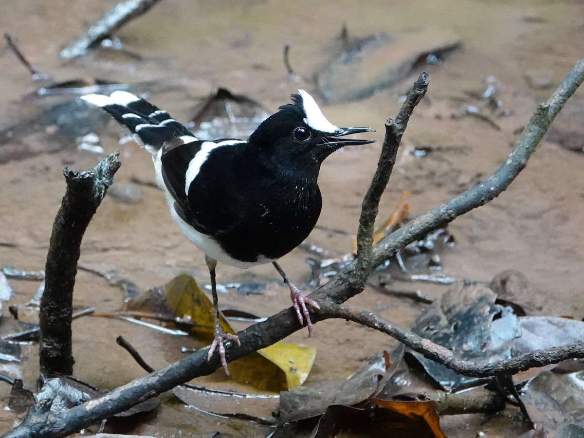 White-crowned Forktail (Malaysian) - ML642653852