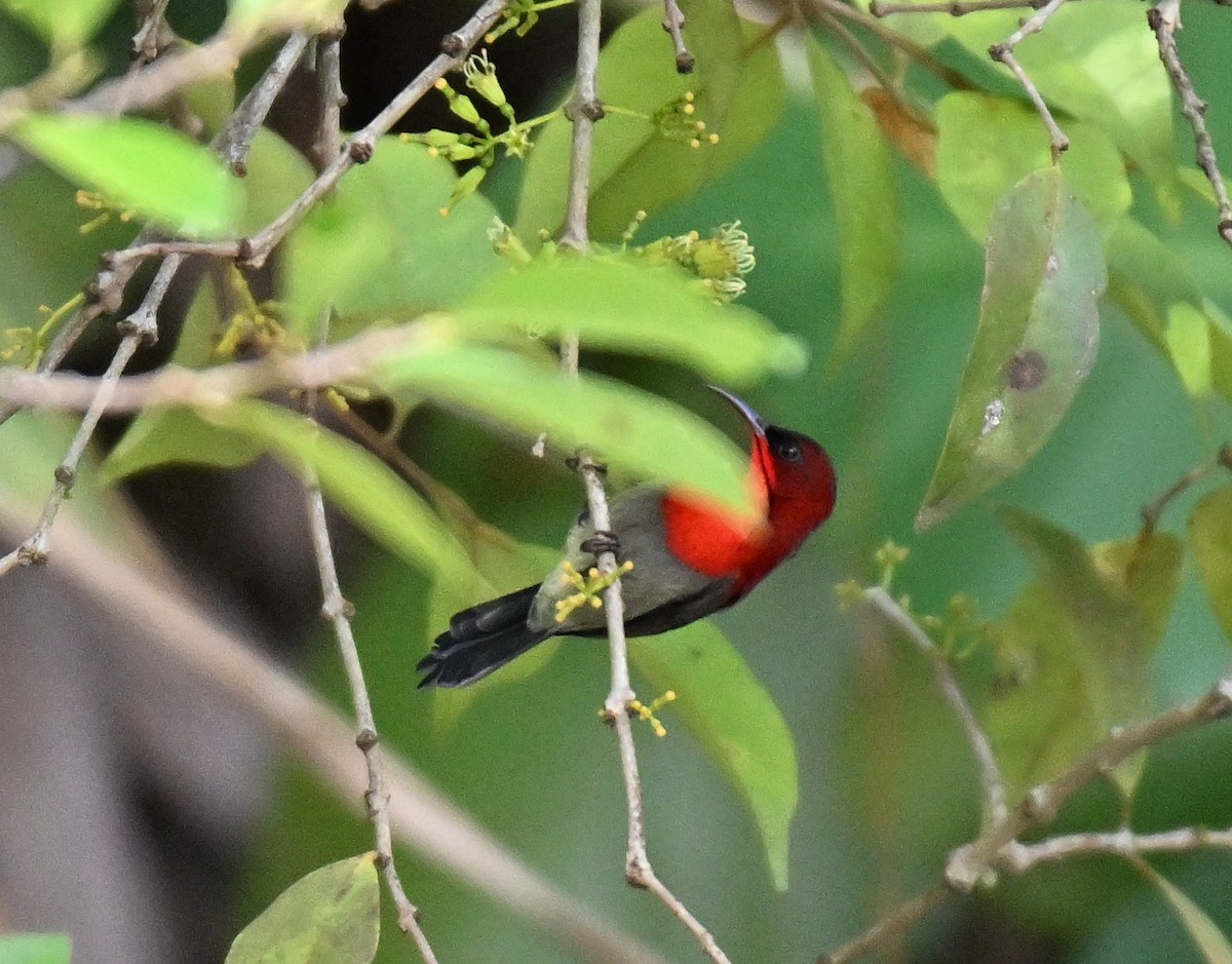 Crimson Sunbird - ML642653857