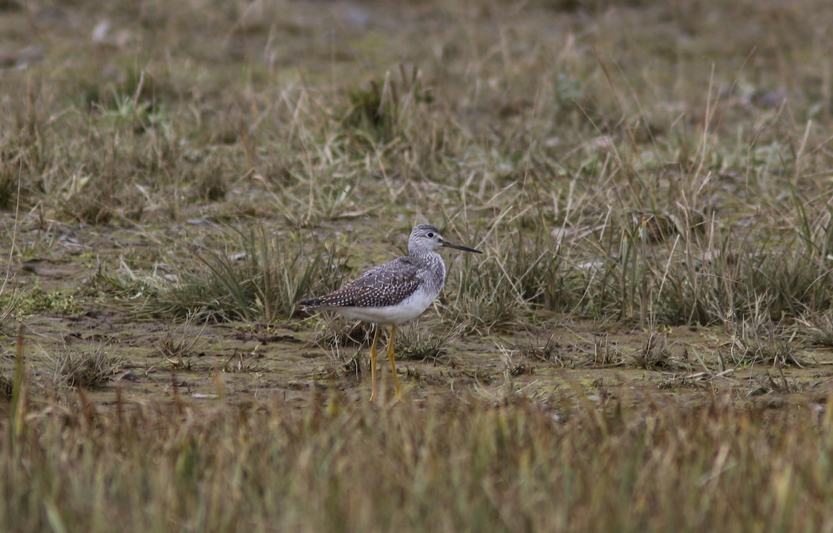 Greater Yellowlegs - ML642653858