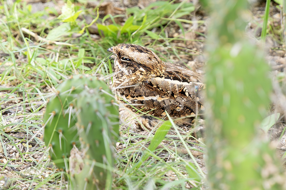 Slender-tailed Nightjar - ML642653863
