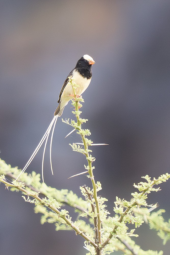 Straw-tailed Whydah - ML642653890