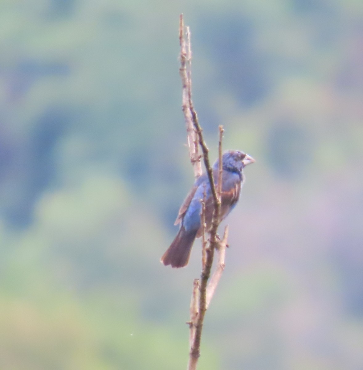 Blue Grosbeak - ML642653897