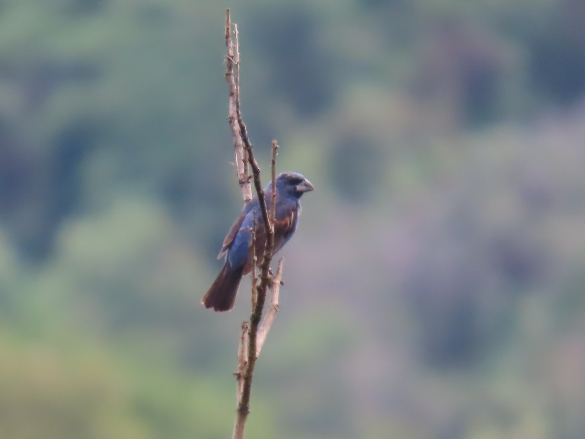 Blue Grosbeak - ML642653898