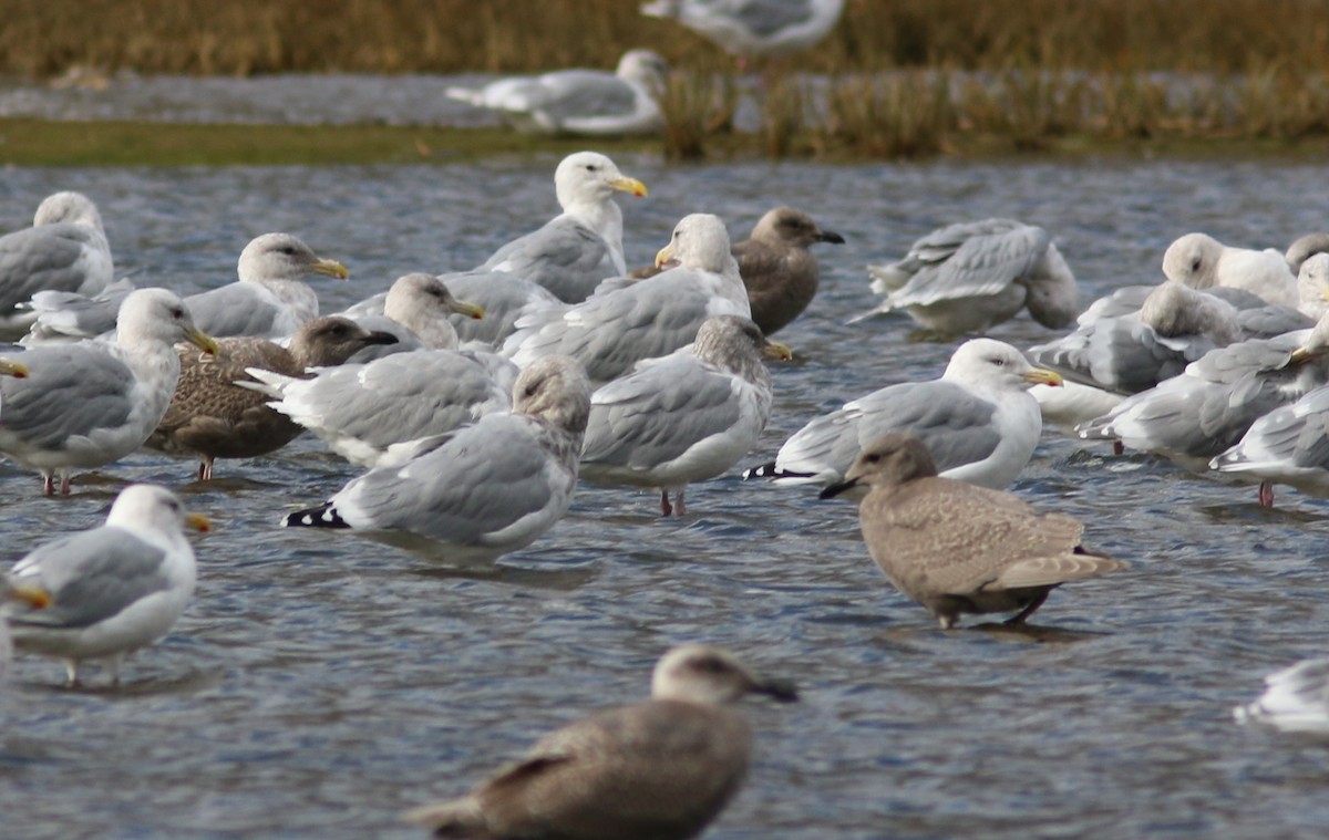 American Herring Gull - ML642653933