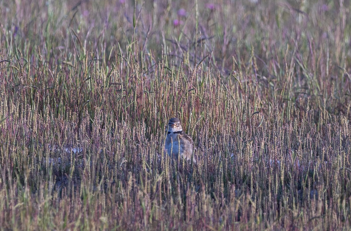 Calandra Lark - ML642653947