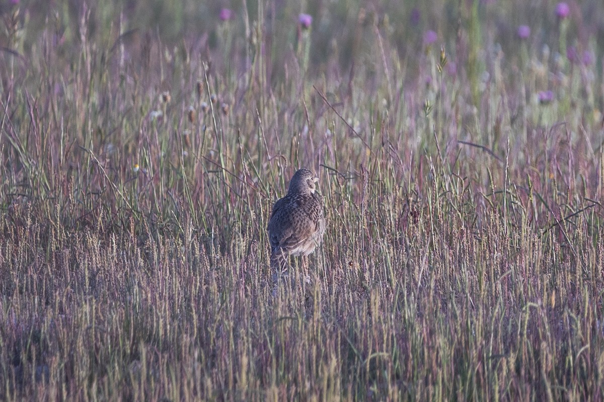 Calandra Lark - ML642653948