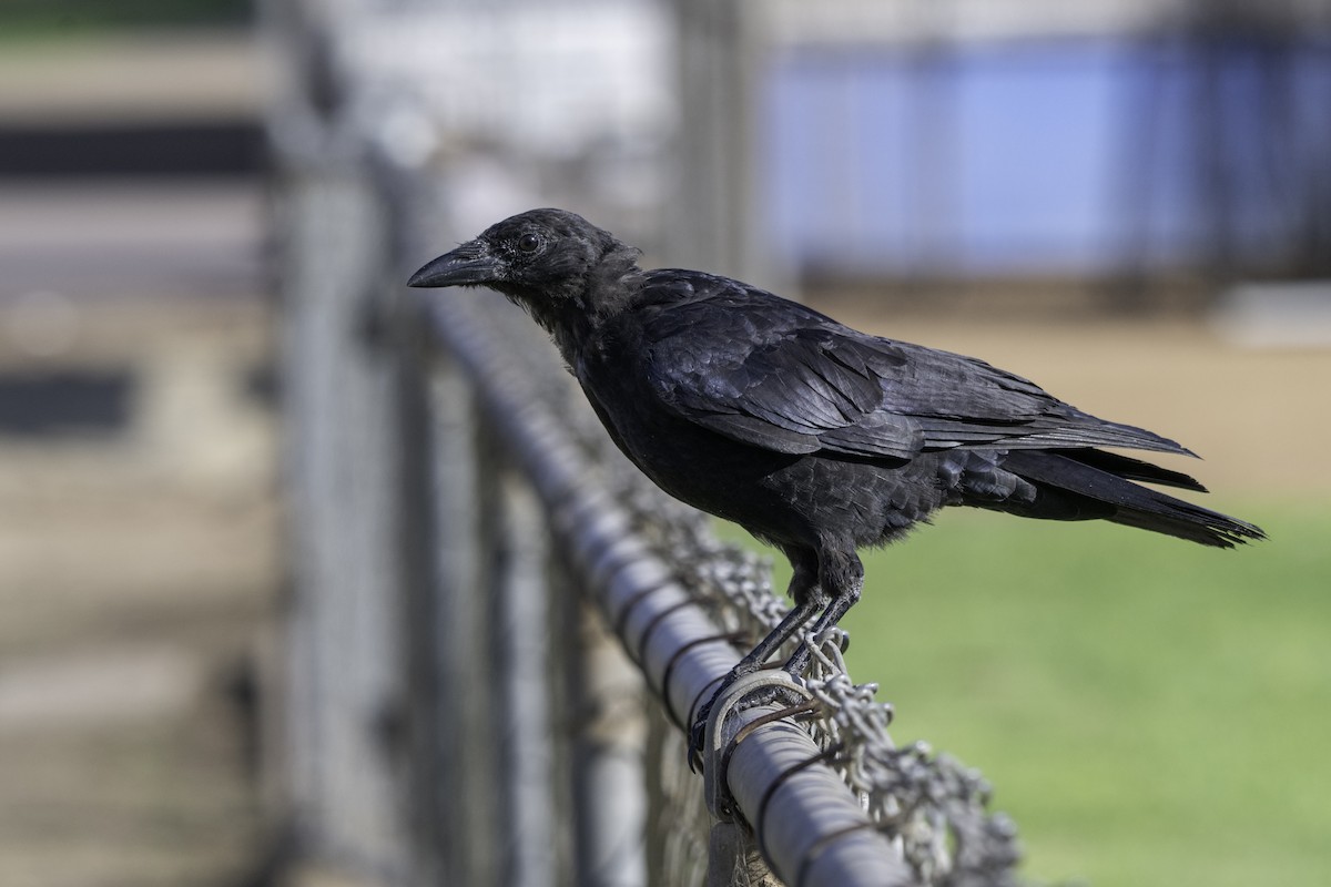 American Crow - ML642653955
