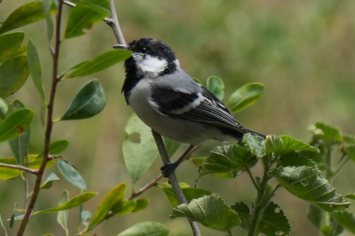 Asian Tit (Cinereous) - ML642653959
