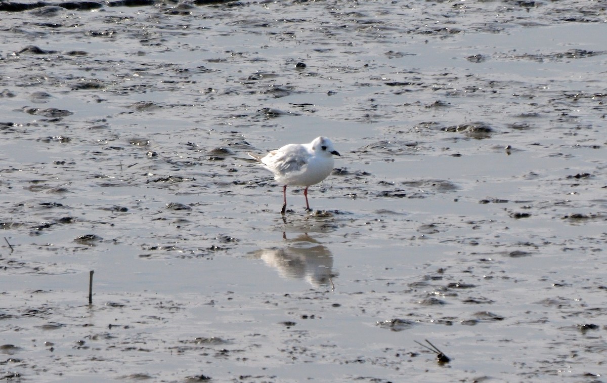 Mouette de Saunders - ML642653960