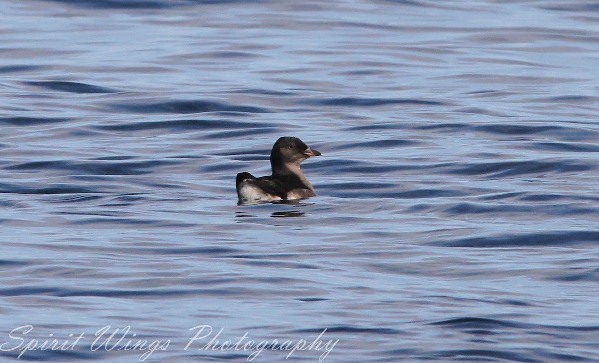 Rhinoceros Auklet - ML642653971