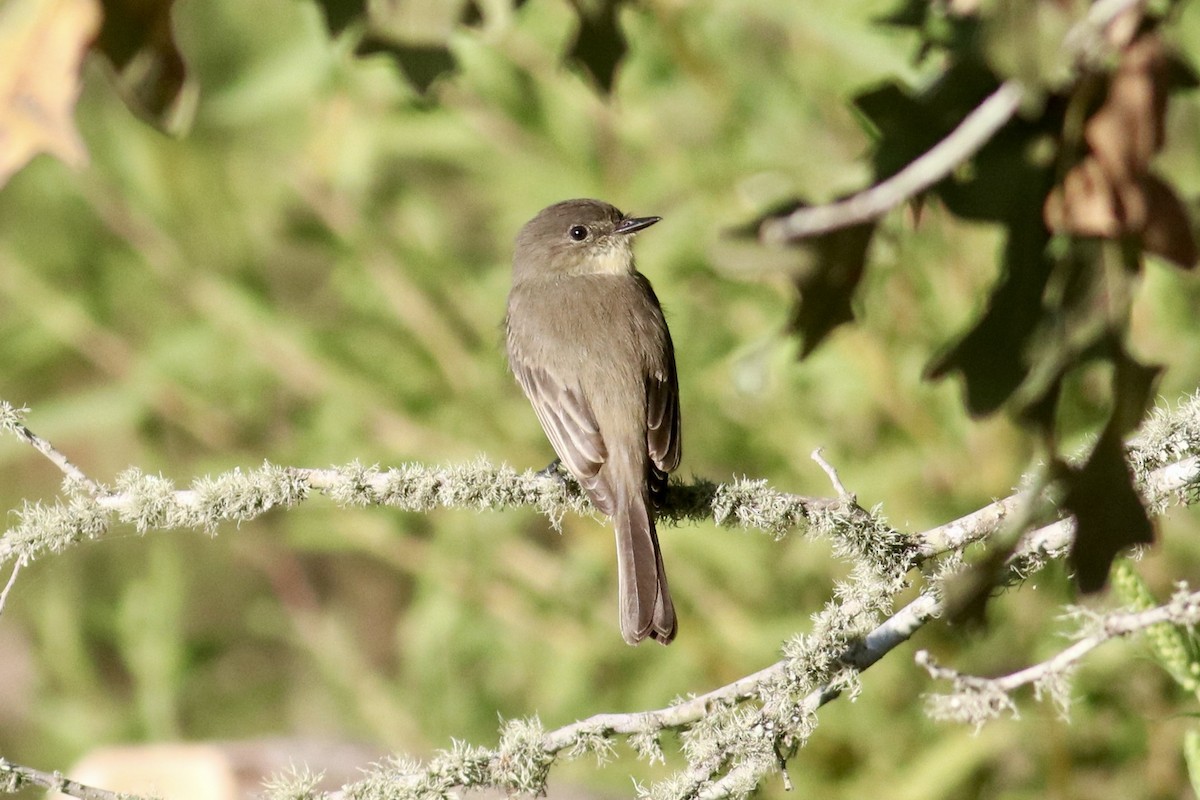 Eastern Phoebe - ML642653978