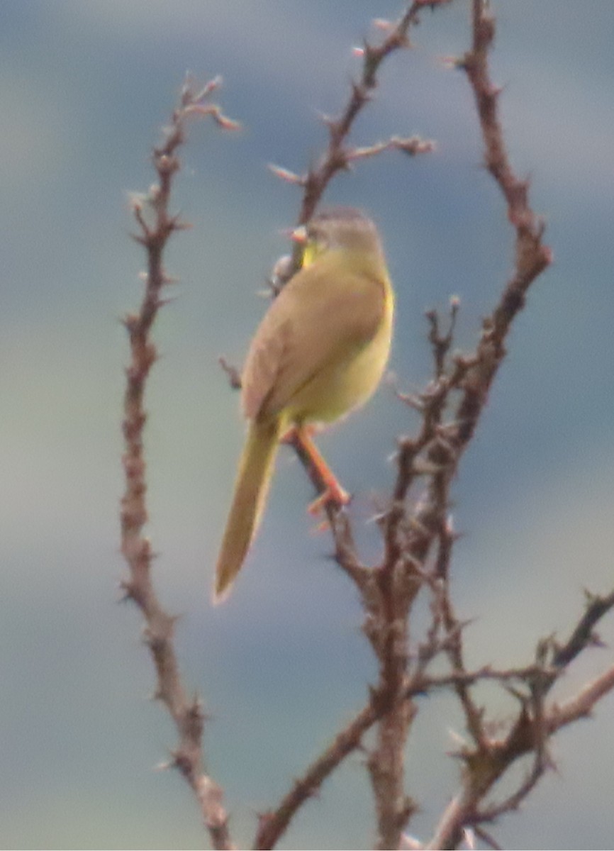 Gray-crowned Yellowthroat - ML642653979