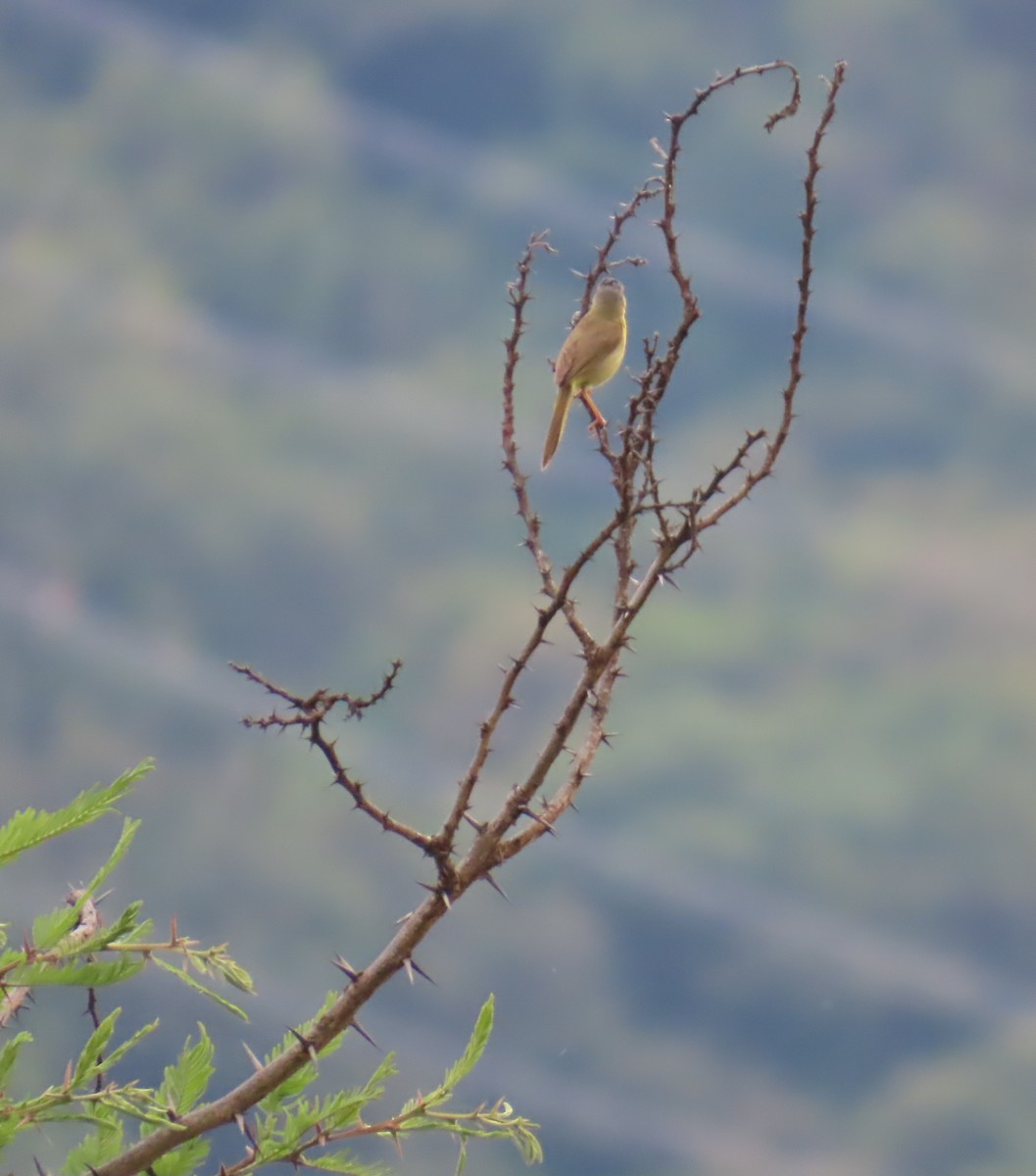 Gray-crowned Yellowthroat - ML642653980