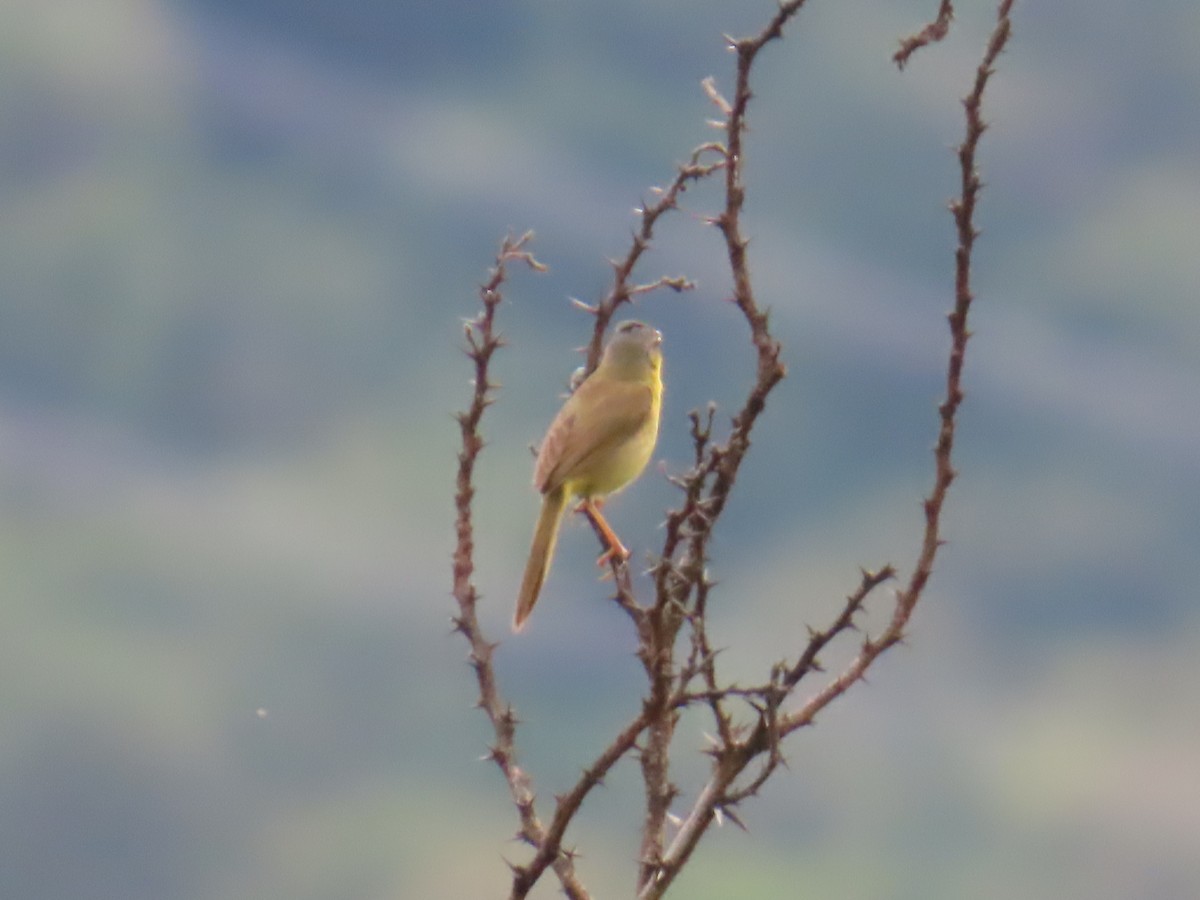 Gray-crowned Yellowthroat - ML642653981
