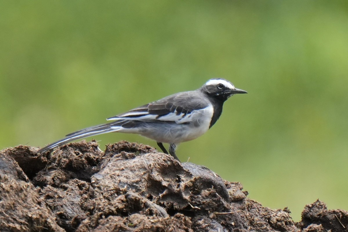 White-browed Wagtail - ML642653990