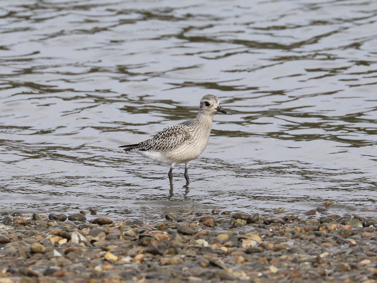 Black-bellied Plover - ML642653991
