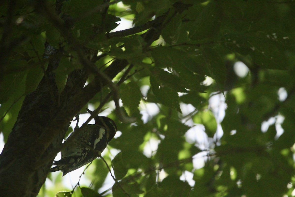 Yellow-bellied Sapsucker - ML642653995