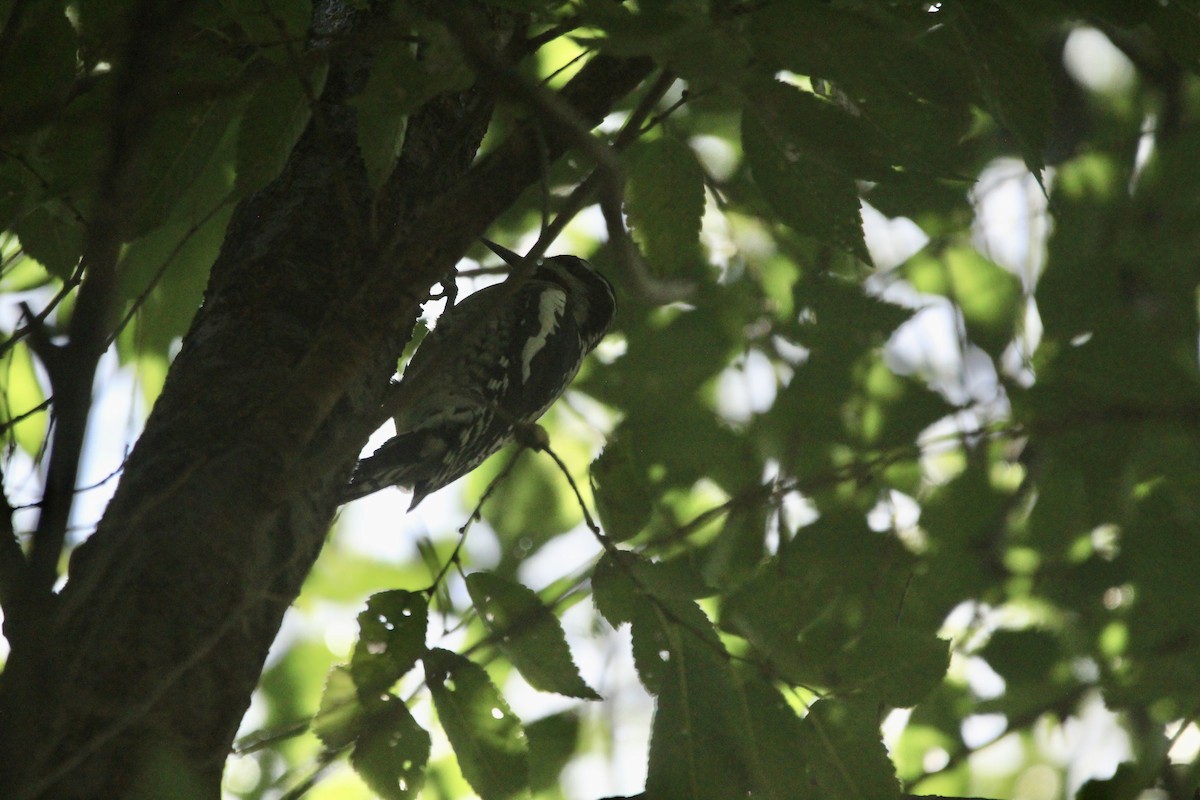 Yellow-bellied Sapsucker - ML642653996